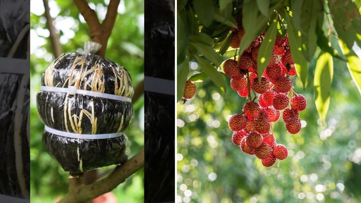 Grow Lychee Trees Fast! The Easiest Air-Layering Method to Propagate Lychee at Home (100% Success Guide)