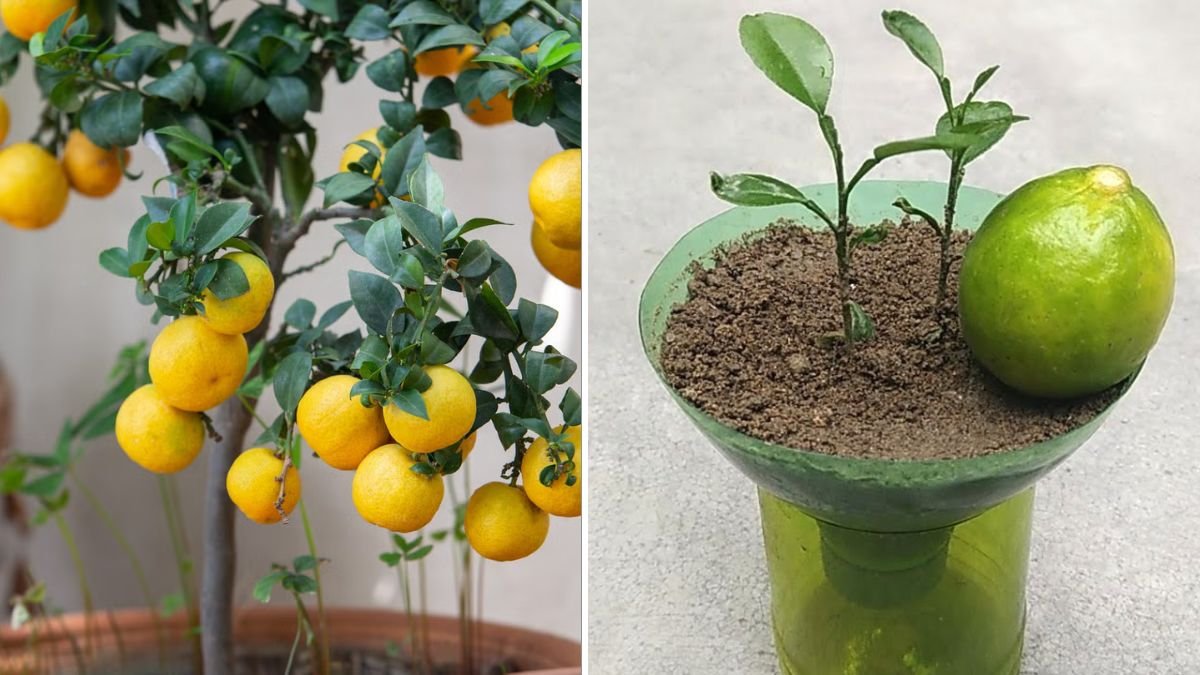 Grow Lemon Trees Fast in a Plastic Bottle! The Easiest Method to Propagate Lemon Tree from Cuttings at Home (Complete 1200-Word Guide)