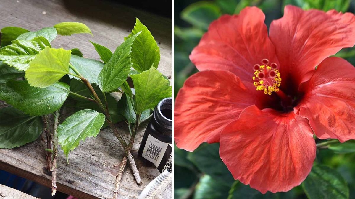 Blooming Beauty: The Complete Guide to Propagating Hibiscus from Cuttings Easily at Home