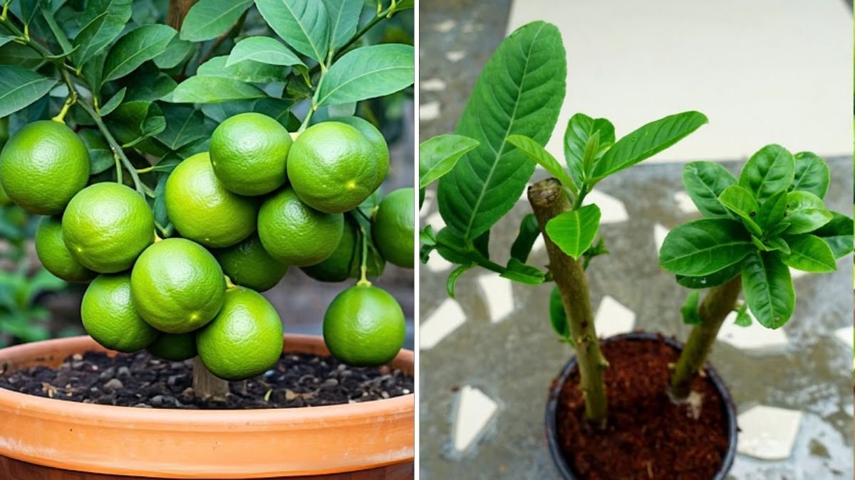 Grow a Thriving Lemon Tree at Home: The Complete 1200-Word Guide to Propagating Lemon Trees from Cuttings (Easy & Guaranteed Method!)