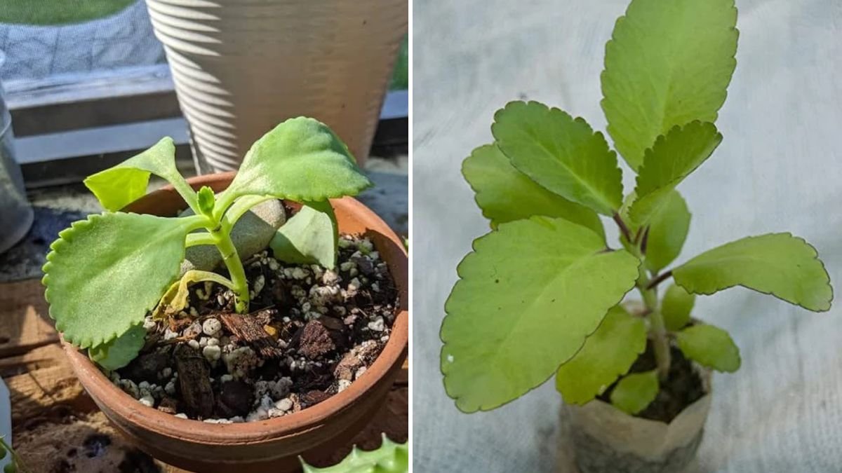 Grow Bryophyllum Leaves in Water: The Miracle of Pathor Kuchi (Miracle Leaf) at Home!