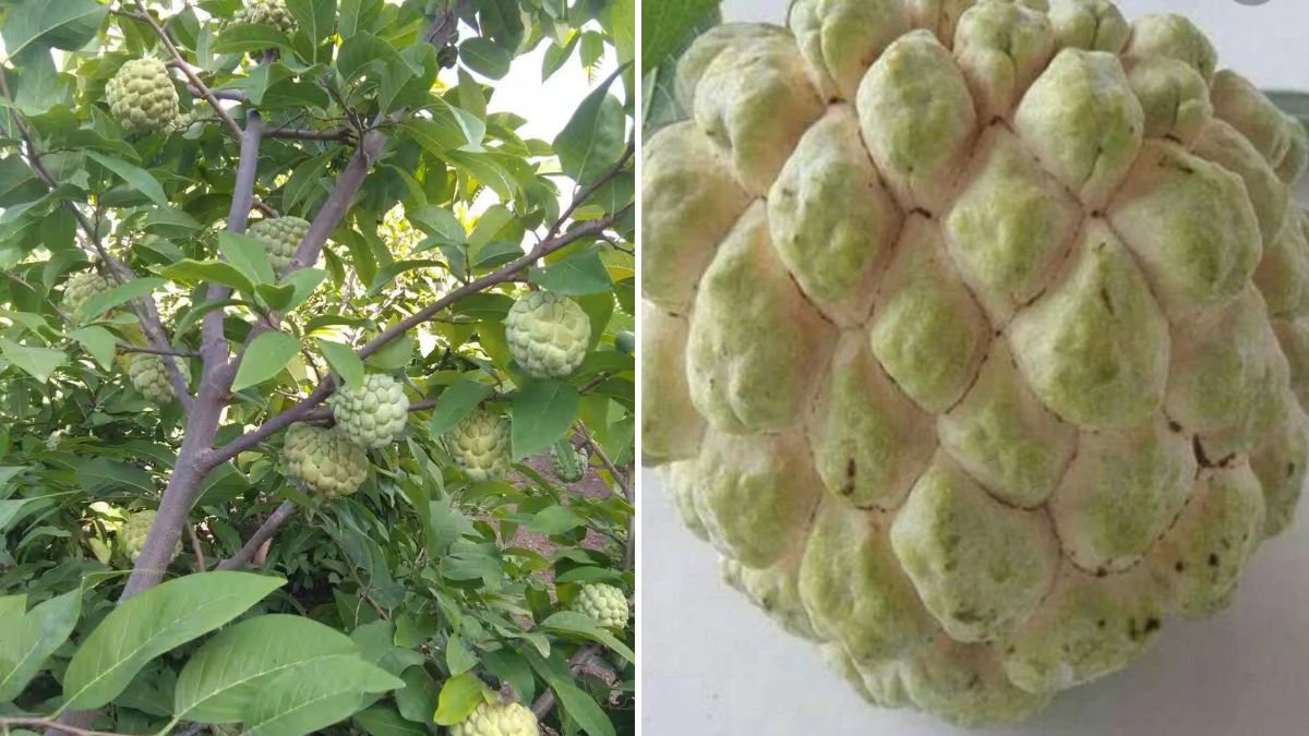 Create an Amazing Fruits and Flowers Garden: Ultimate Guide to a Vibrant Home Nursery