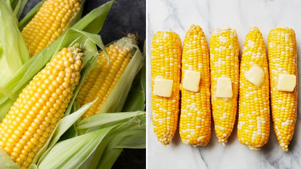 Regrow Corn from Store-Bought Corn: The Complete Guide to Growing Your Own Corn at Home