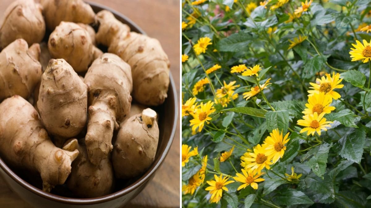 Grow a TON of Jerusalem Artichokes! 5 Powerful Tips for Huge Sunchoke Harvests