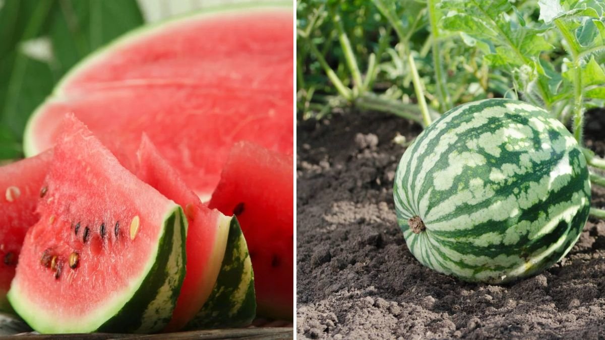 Grow Watermelon at Home from Store-Bought Fruit! The Complete Guide to Sweet, Juicy Harvests