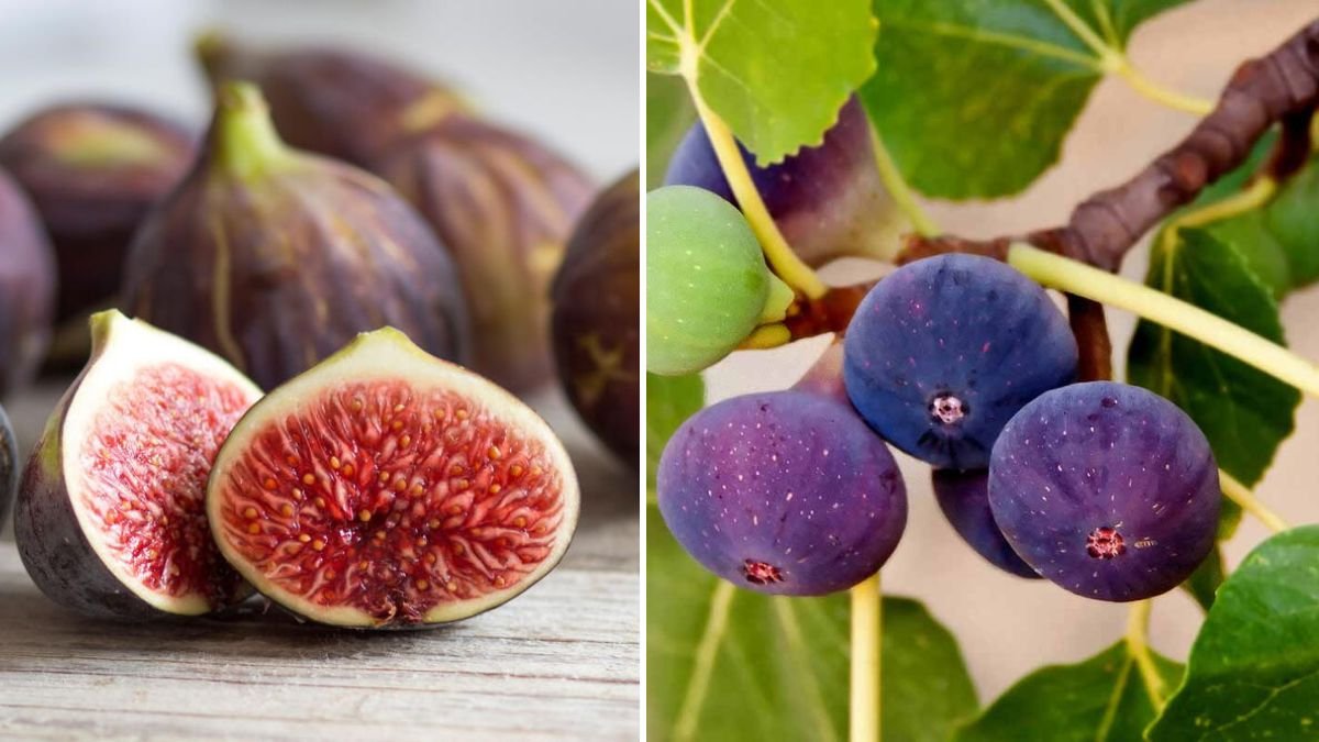 Fresh Growth Ahead! The Ultimate 2025 Guide to Sharing New Fig & Grape Cuttings for Massive Success