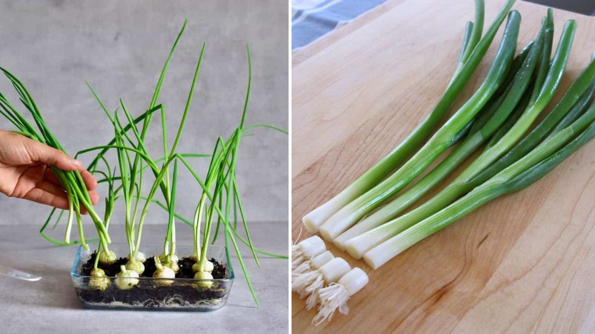 From Scraps to Harvest! The Ultimate Guide to Regrowing Onions from Kitchen Leftovers