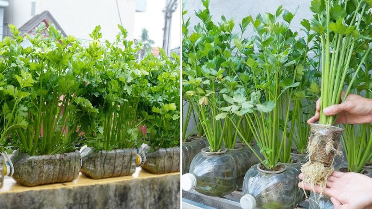 Ingenious DIY Self-Watering Celery Garden: How Plastic Bottles Can Grow Fast, Fresh Celery at Home!