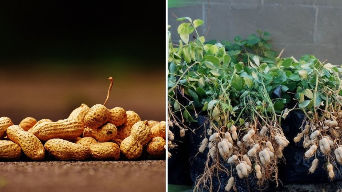 Grow Peanuts Without Soil! The Easy, Clean, Nutritious Method Anyone Can Do at Home