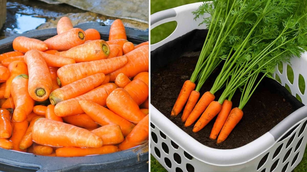 Turn an Old Plastic Basket into a Carrot Factory! The Genius Method for Growing Perfect Carrots at Home
