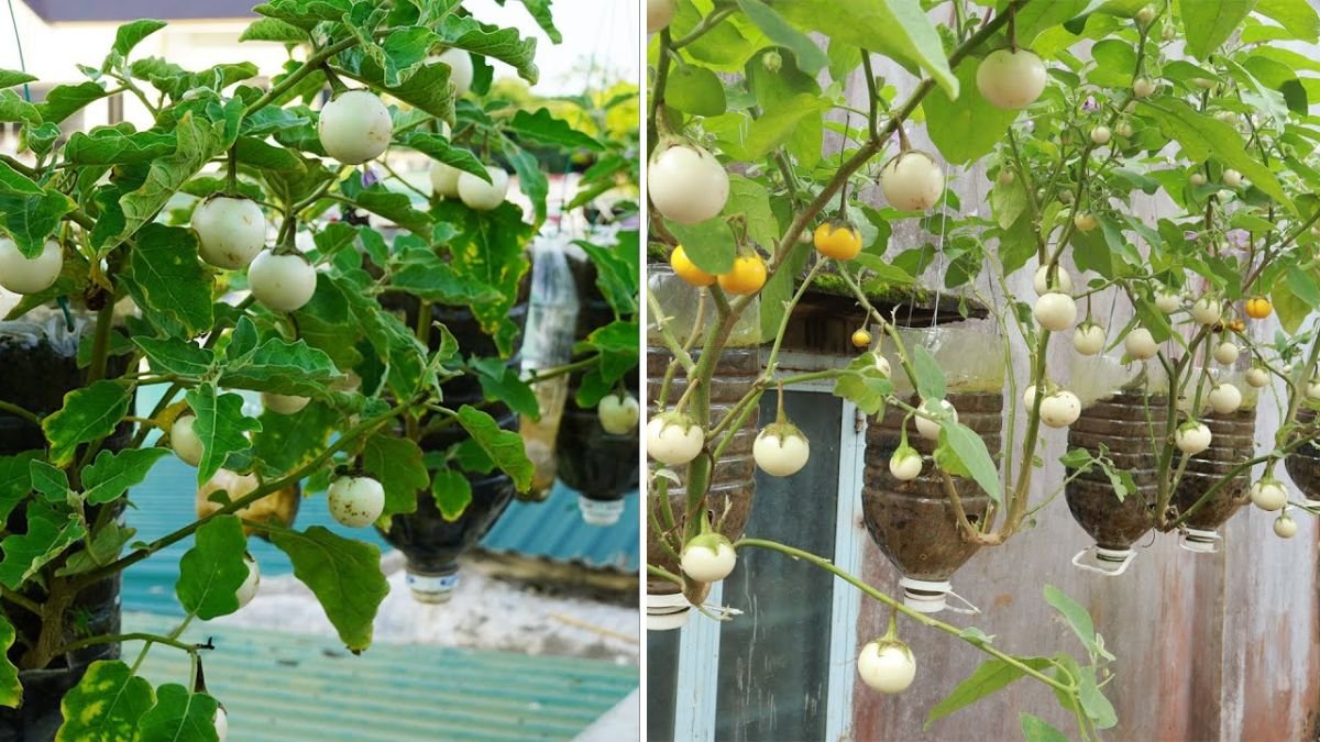 Grow Eggplants Fast—Right Between Your Vegetables! No Garden, No Problem!