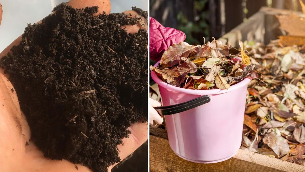 Turn Waste into Garden Gold: How to Transform Kitchen Scraps and Fallen Leaves into Rich Soil & Leaf Mold