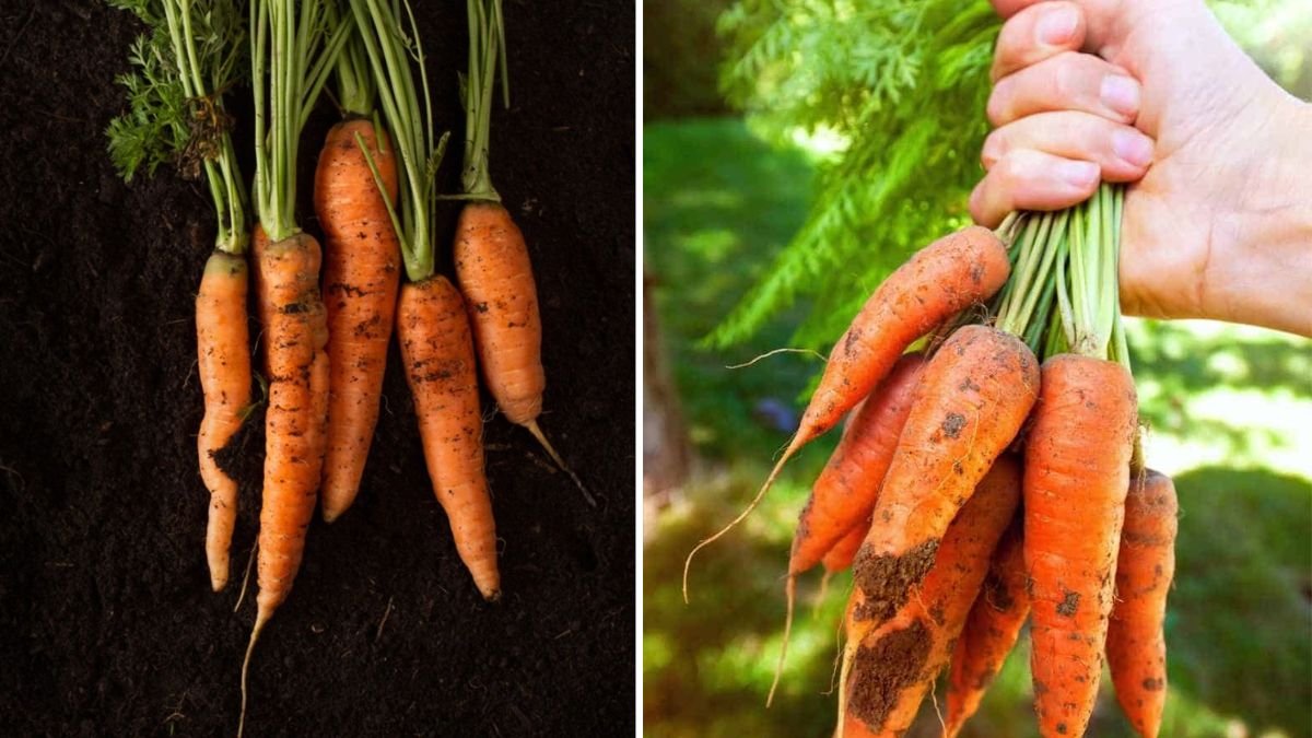 The Easiest Way to Plant Carrots for a Big, Sweet Harvest — Plus a Natural Fertilizer Hack Every Gardener Should Know!