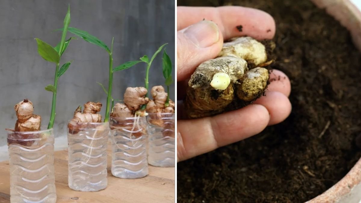 From Kitchen Scrap to Lush Harvest: The Complete Guide to Regrowing Ginger from Store-Bought Ginger at Home
