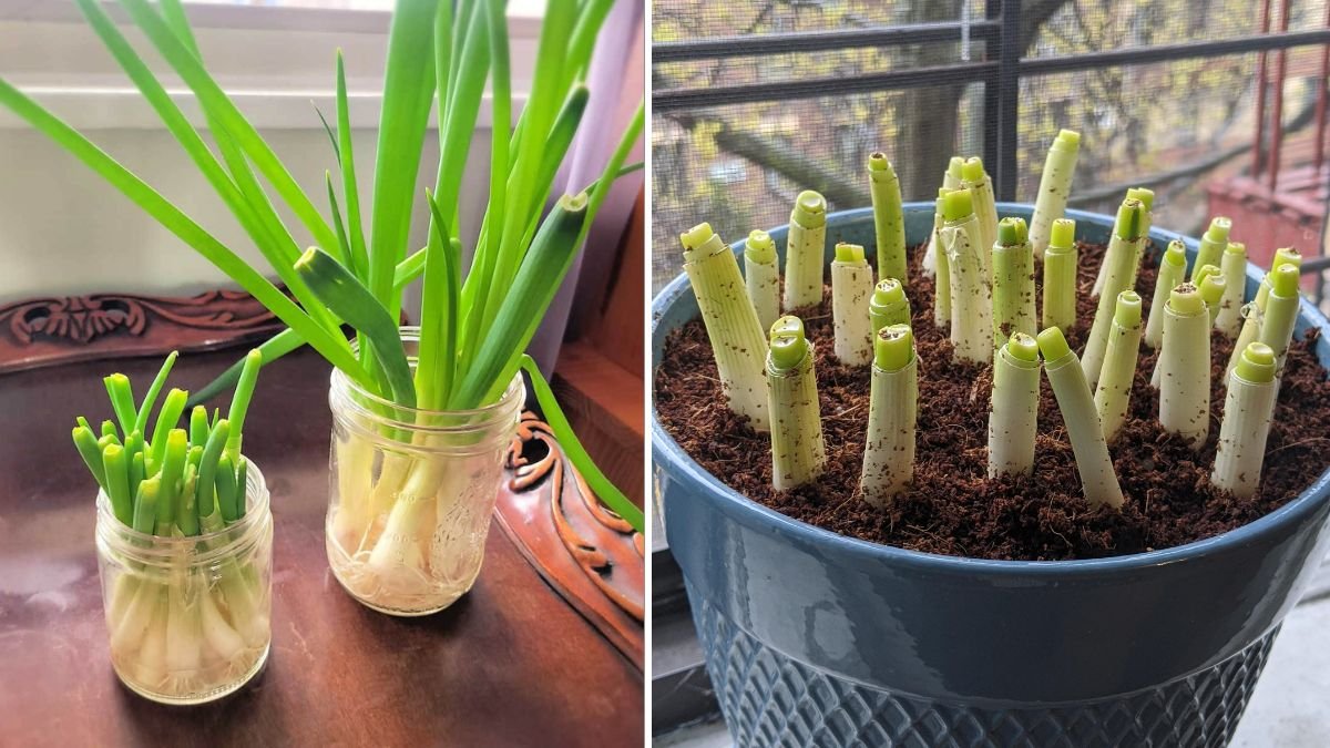 Endless Green Onions From Your Kitchen: The Complete 1200-Word Guide to Regrowing Store-Bought Green Onions at Home