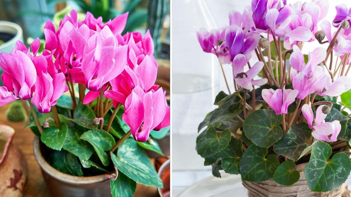 Cyclamen Secrets Revealed: From Wild Forest Beauties to Indoor Favorites – Including the Stunning Native Cyclamen purpurascens!