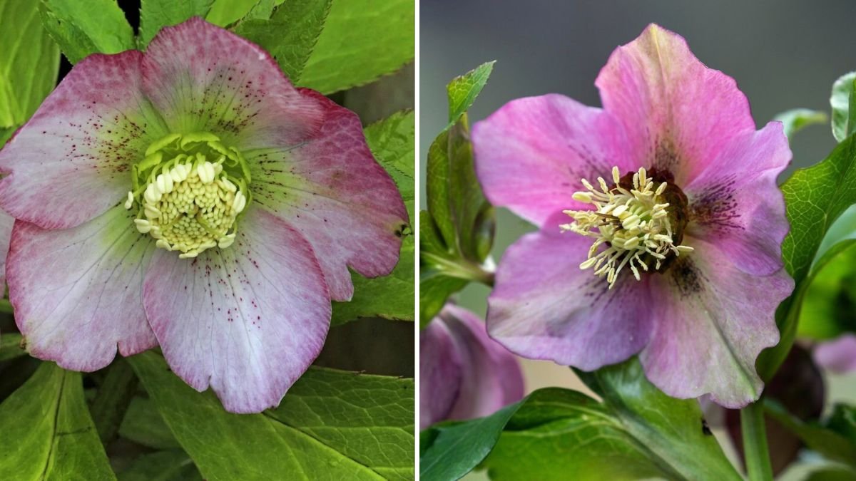 Die verborgenen Geheimnisse der Christrose: Pflege, Tipps & Tricks für prachtvolle Winterblüten