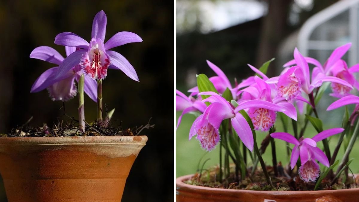 Enchanting Pleione Orchids: The Complete Guide to Growing the Himalayan “Miniature Orchids” at Home
