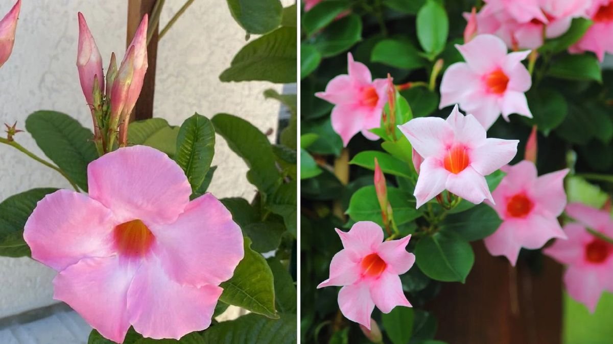 El Jardín Perfecto: Secretos Naturales para Crear un Paraíso Verde en Casa