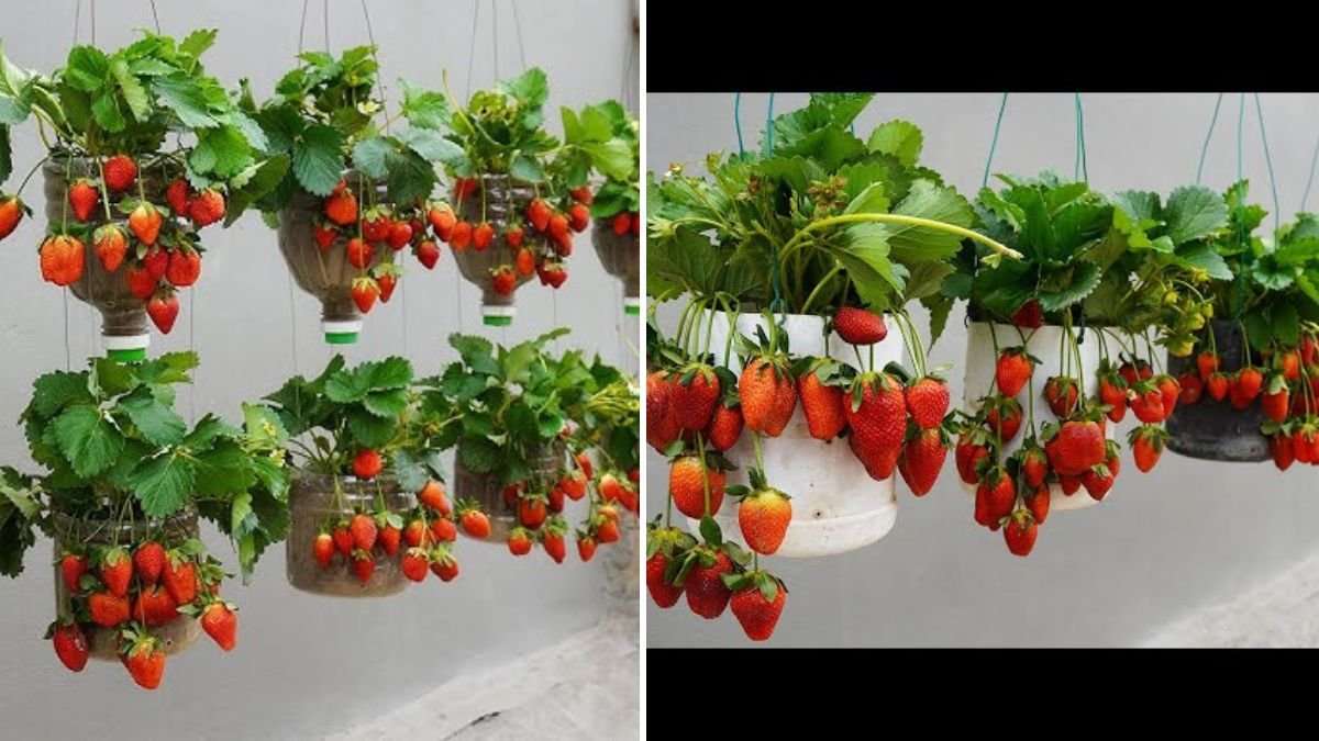Sky-High Strawberry Tower: Turn Plastic Bottles Into a 3-Story Hanging Garden Bursting With Sweet, Homegrown Strawberries