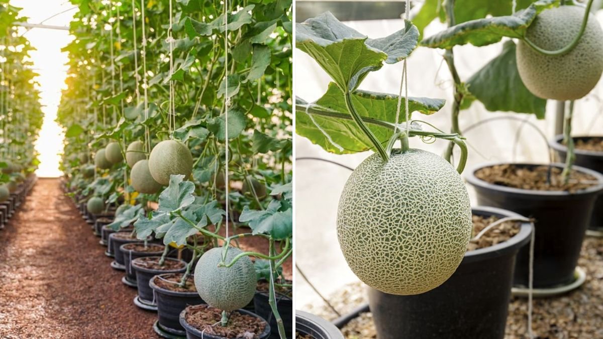 Panen Melon Super Manis di Rooftop! Cara Mudah Menanam Melon di Pot Bekas Air Mineral untuk Pemula