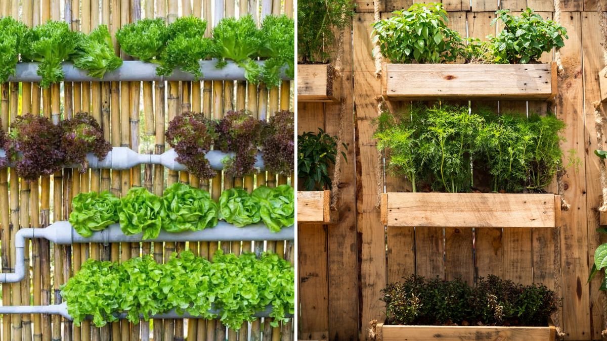 Transform Your Wall into a Vertical Veggie Paradise: Grow Fresh Produce Without a Garden!