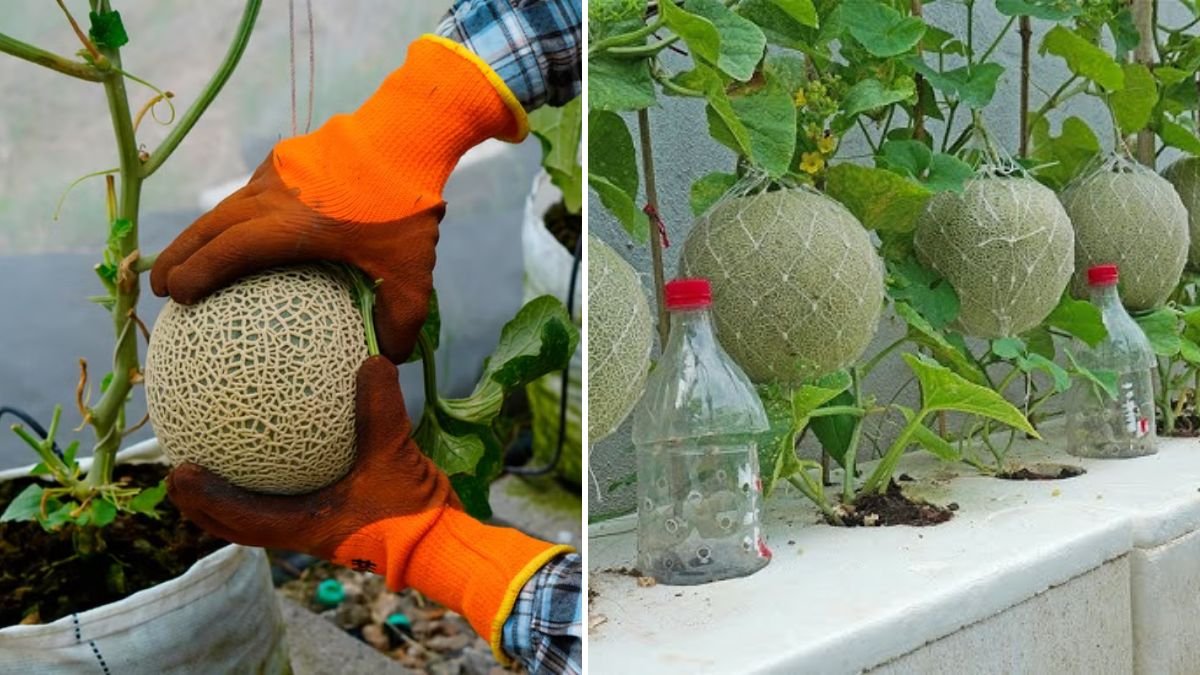 From Kitchen Waste to Sweet Melons: The Ultimate Guide to Growing Melons in Containers at Home