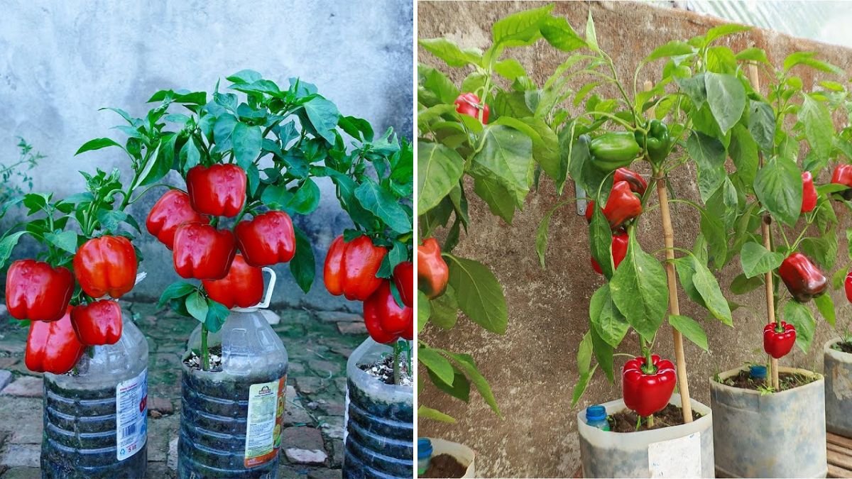 Never Buy Peppers Again! Genius Plastic Bottle Method to Grow Bell Peppers All Year Long