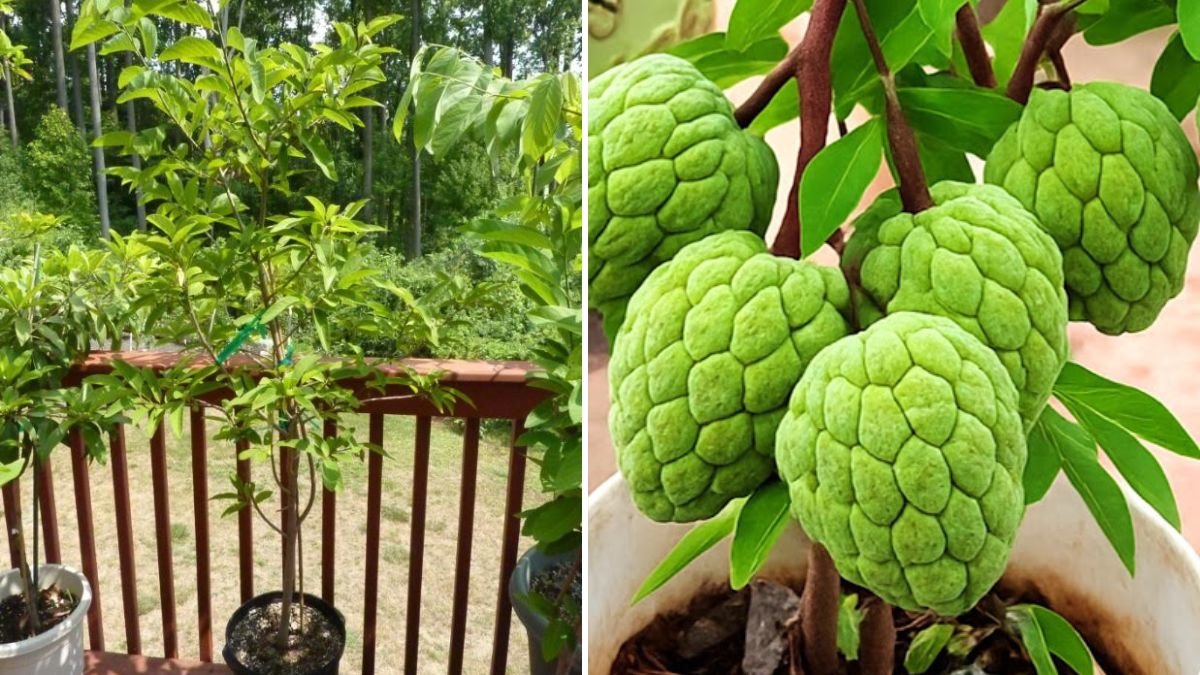 Miracle Growth Secrets: How to Propagate a Sweetsop (Sugar Apple) Tree Using Egg & Aloe Vera — Fast, Easy, and Highly Successful!