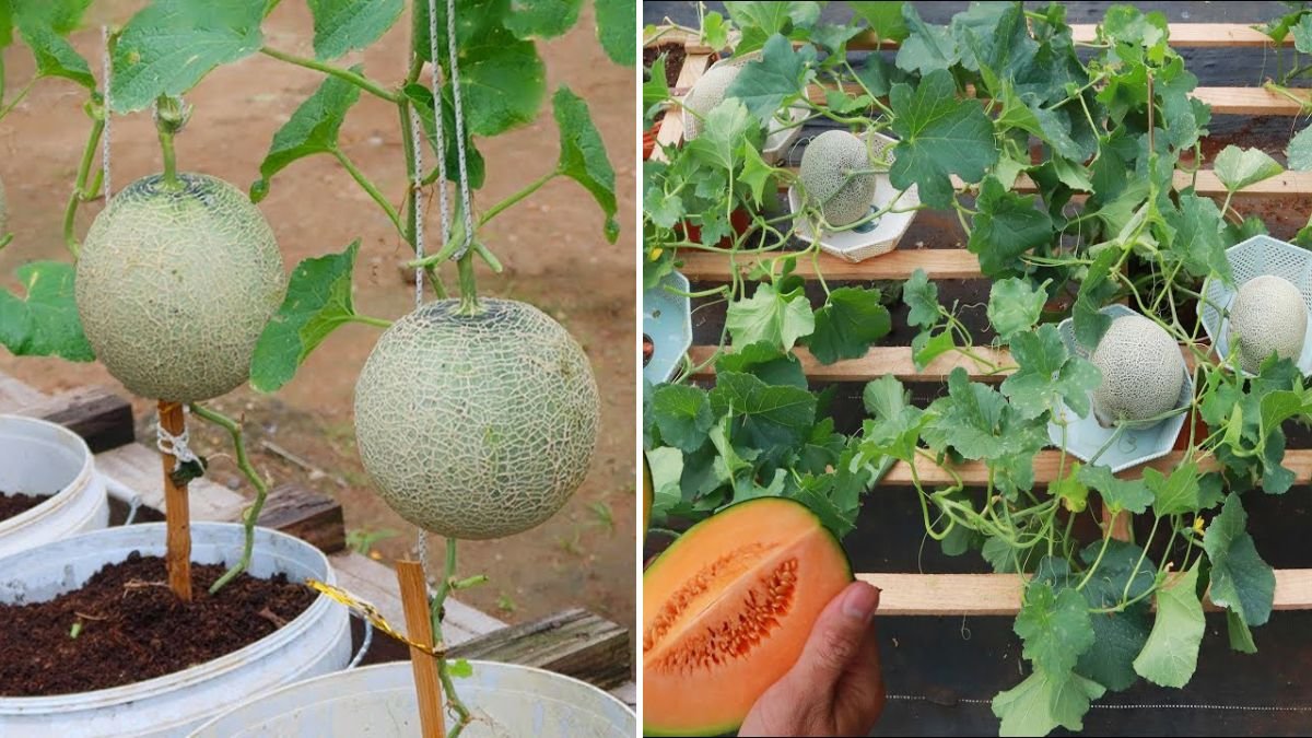 Terrace Treasure: The Surprisingly Easy Way to Grow Cantaloupes at Home With Amazing Yields!