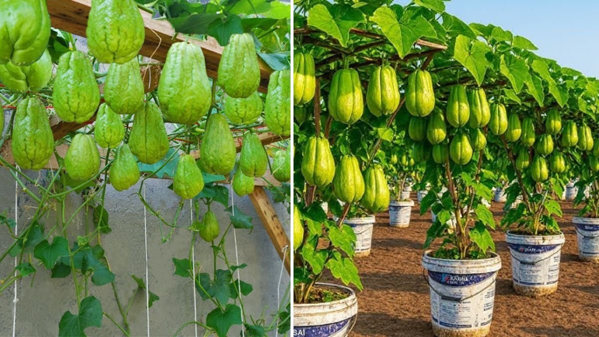 Grow Chayote Faster Than Ever: The Water Propagation Method That Guarantees a Quick, Abundant Harvest!
