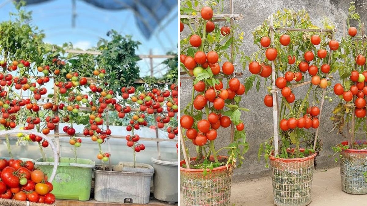 The Tomato Trick I Wish I Learned Earlier: A Simple Method for Huge, Juicy, High-Yield Fruits!