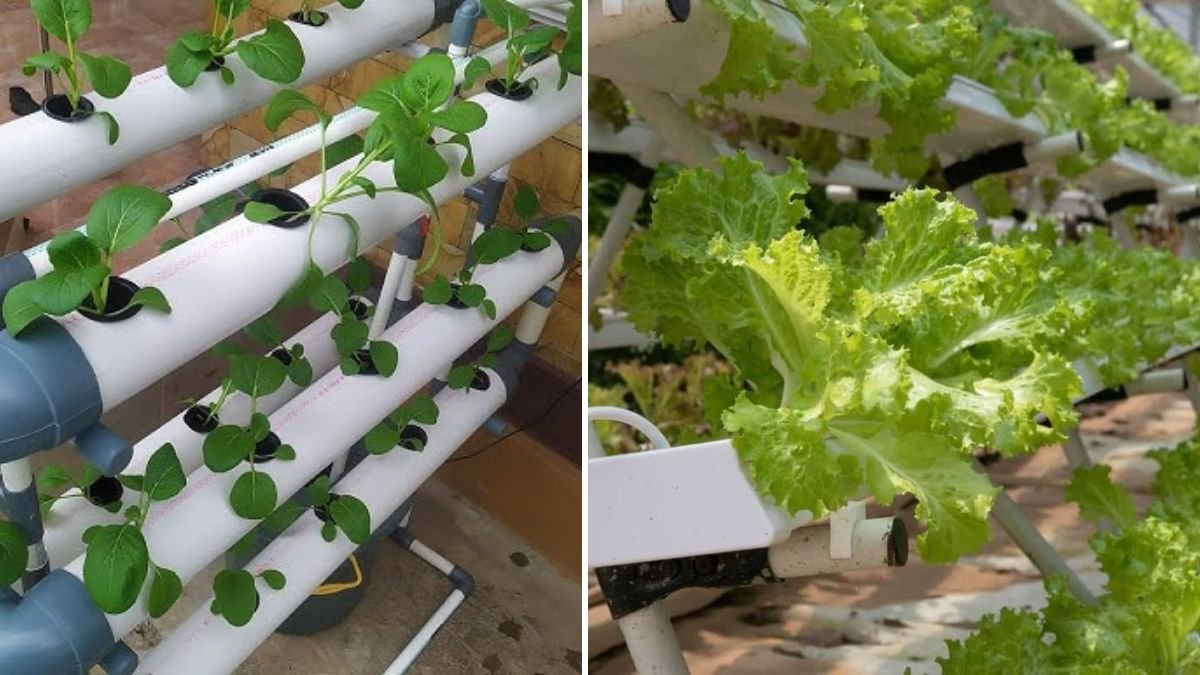 The Simplest DIY Vertical Hydroponics System: Grow More Food Without Pots!