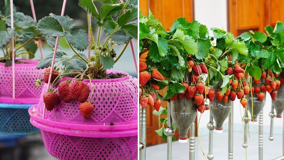 The Secret Tower Method: Grow 6 Pesticide-Free Strawberries at Home—No Ants, No Chemicals!