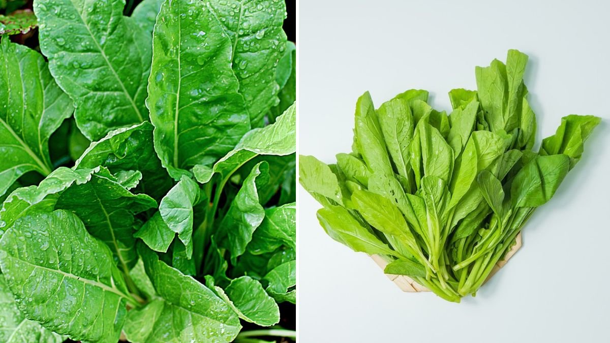 The Astonishing Natural Fertilizer That Transforms Any Plant: A Simple Ingredient With Magical Power