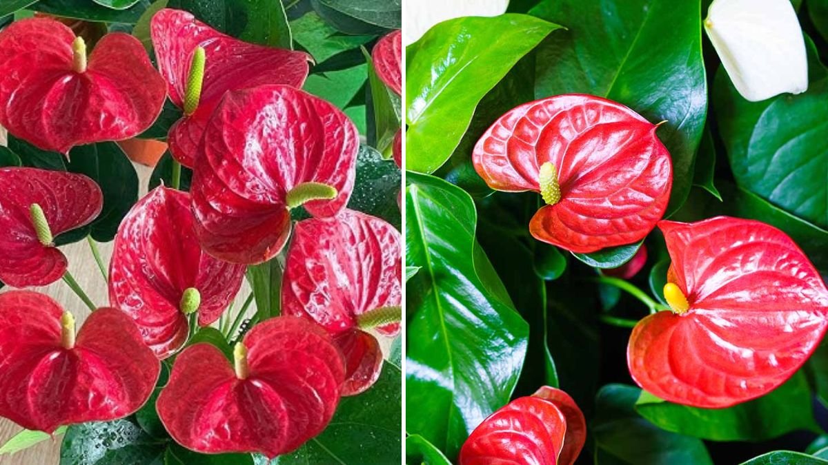 Grow Stunning Anthuriums Year-Round with Just Onion: Fast Growth Secrets Revealed!