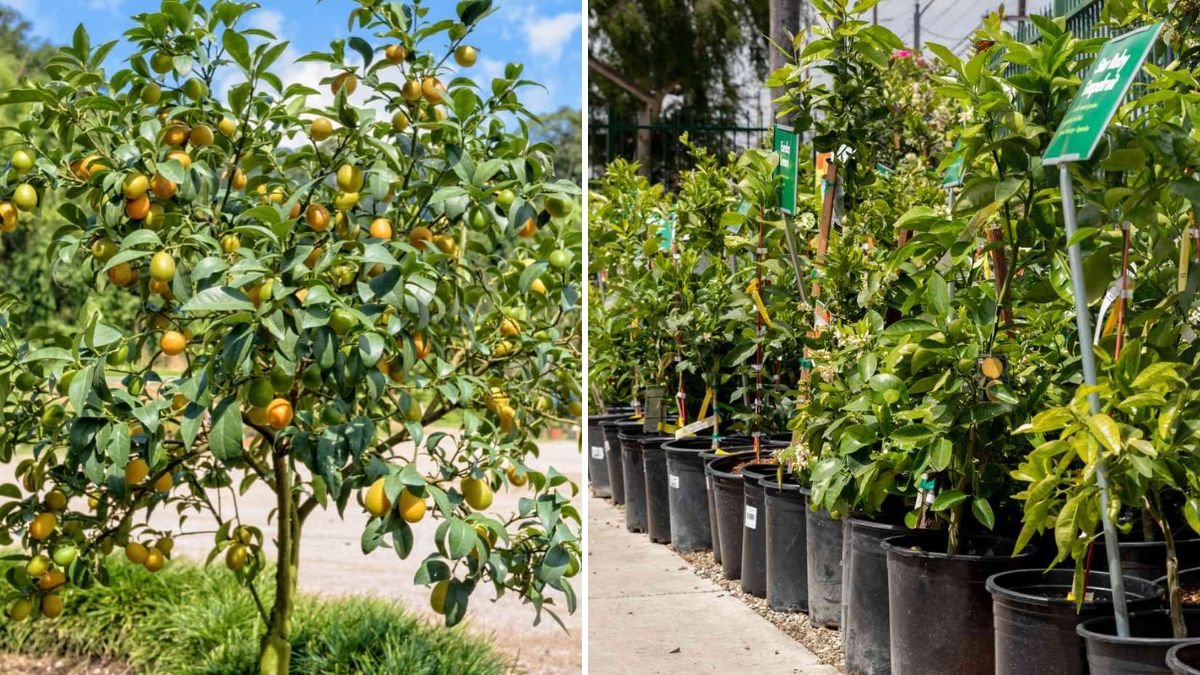 10 Amazing Fruit Trees You Can Grow in Pots: Your Guide to a Miniature Home Orchard