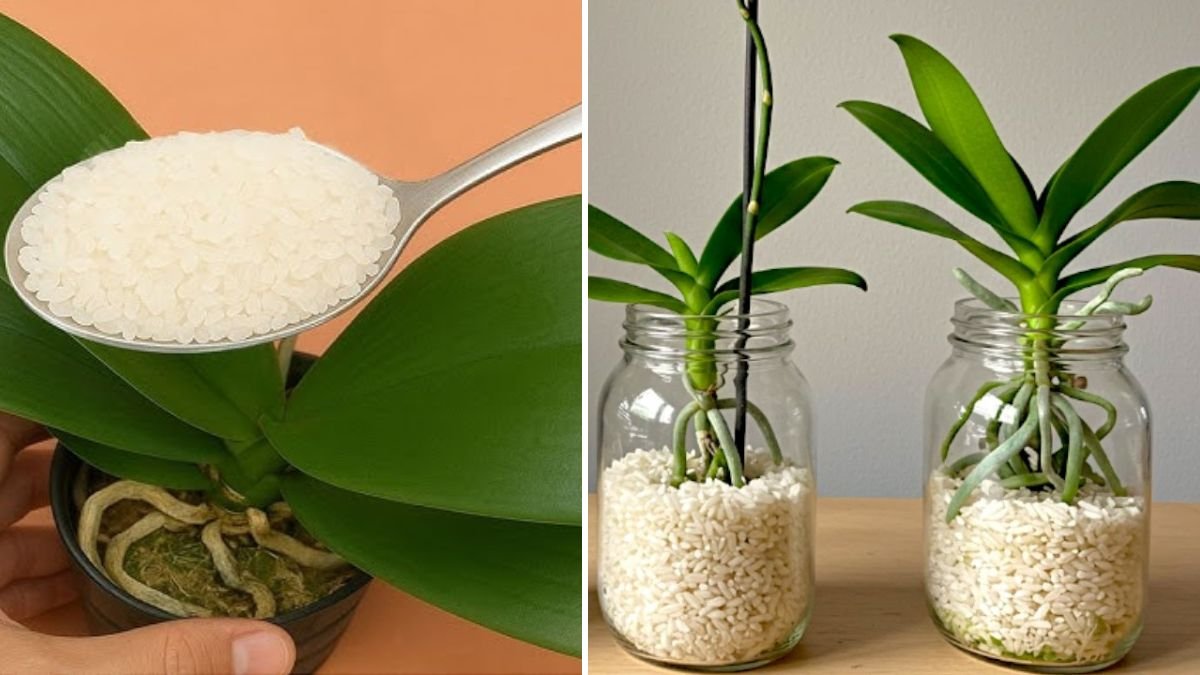 Just Rice! The Secret to Orchids Growing Roots and Blooming All Year Round