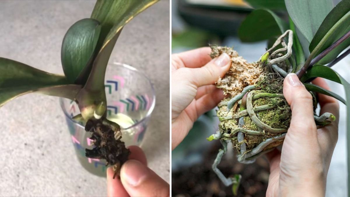 This Simple Trick Will Make Your Orchid Grow New Roots Rapidly!