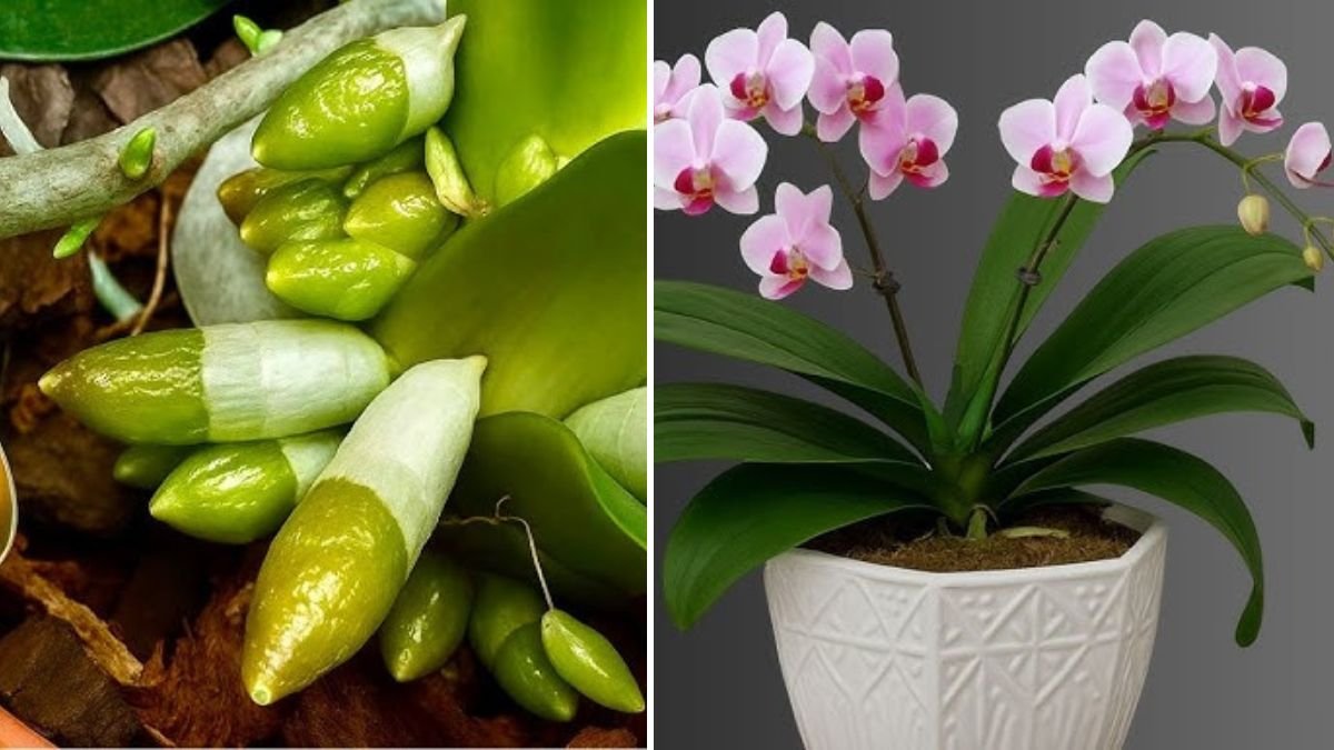 ust 1 Spoon a Week! Watch Your Orchid Grow New Roots and Bloom All Year Round