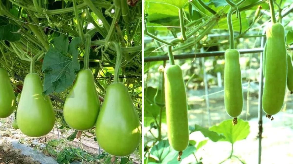 From Seed to Strong Seedlings: The Complete Guide to Growing Bottle Gourd for Successful Transplanting!
