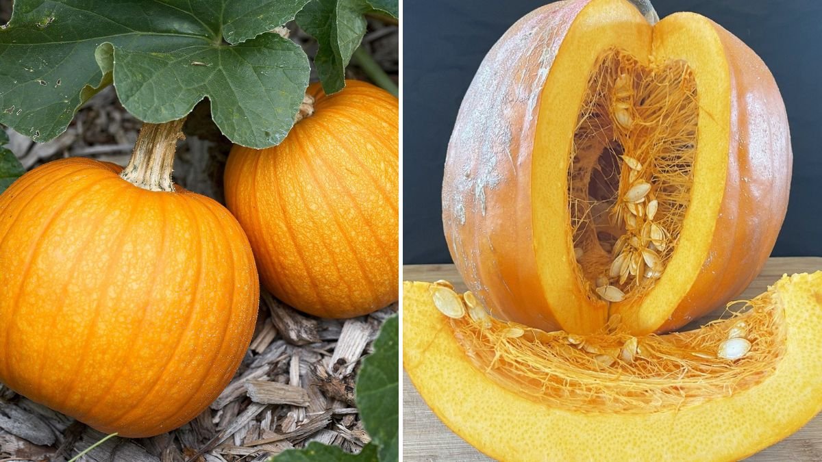 Ultimate Beginner’s Guide: The Best Way to Grow Pumpkins from Seed for Massive, Healthy Harvests