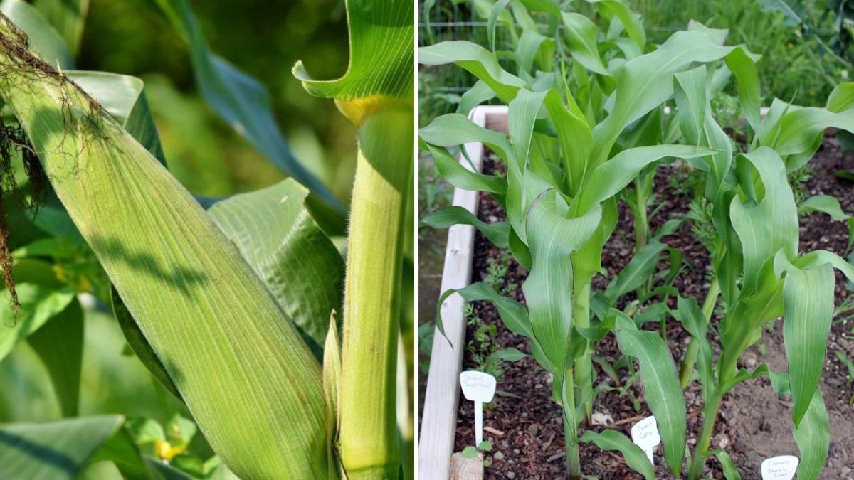 Triple Harvest in One Pot: The Complete Guide to Growing 3 Corn Plants in a Single Container