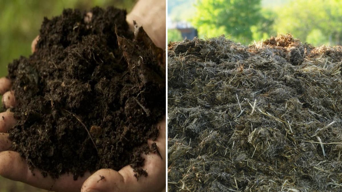 Farmyard Gold: How to Make Super-Powered Organic Compost Using Cow and Duck Manure
