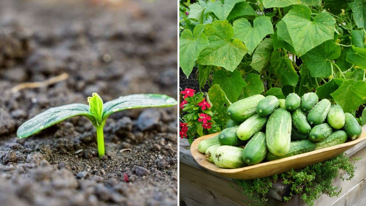 Cucumber Success Made Simple: The Complete Guide to Caring for Seedlings All the Way to Transplanting