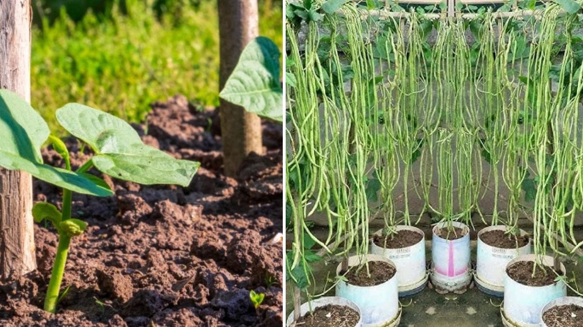 Mastering Long Bean Seedling Care: A Beginner-Friendly Guide to Fast, Healthy Growth