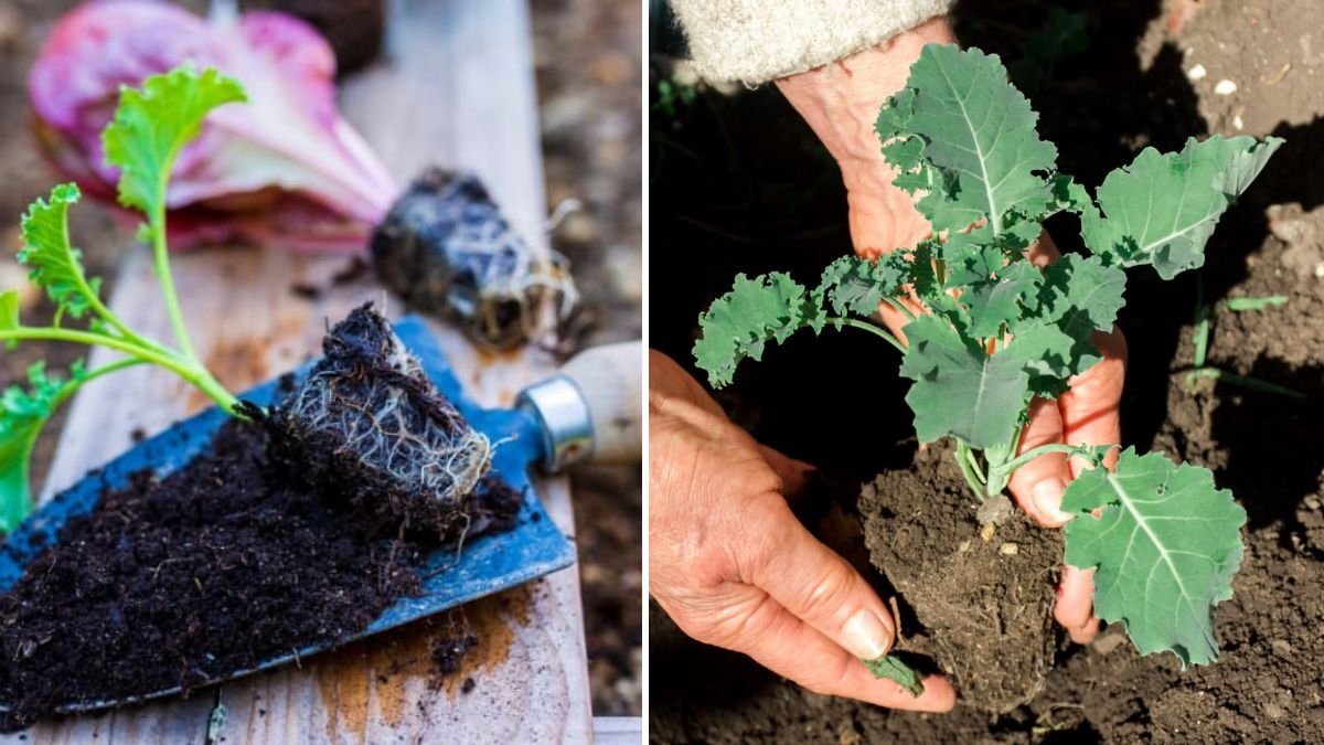 Kale Seedling Mastery: Proven Tips & Smart Tricks for Strong, Fast-Growing Plants