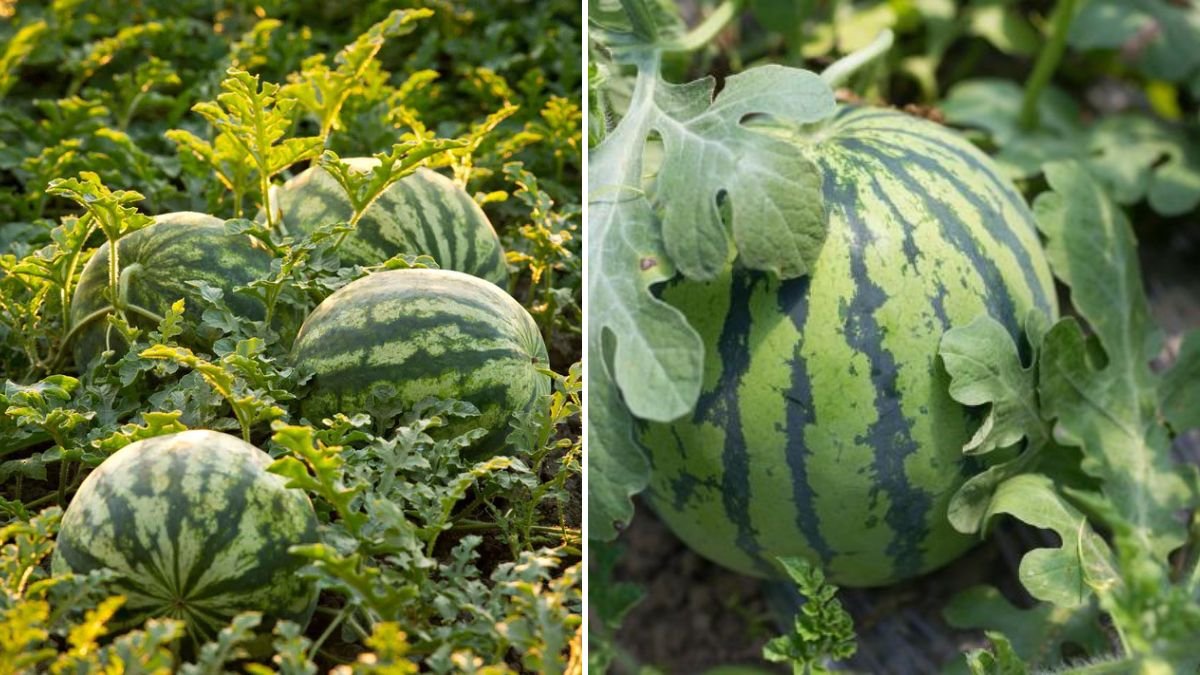 Watermelon Seedling Success: The Ultimate Beginner’s Guide to Growing Strong, Healthy Plants