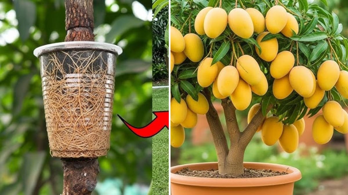 Genius Hacks to Grow Juicy Mango at Home: A Complete Step-by-Step Guide for Sweet, Big, and Delicious Mangoes!