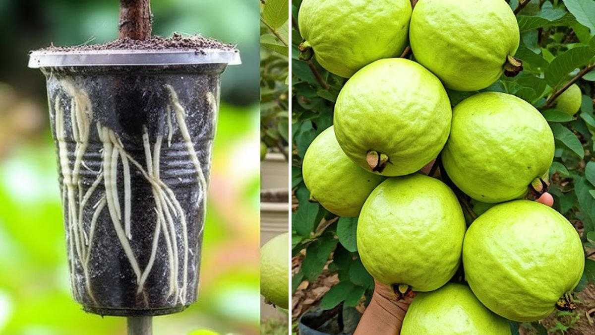 Master the Art of Guava Air Layering: A Foolproof Step-by-Step Guide for Fast, Healthy Growth